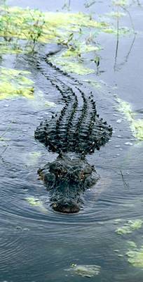 TPWD: If You See An Alligator