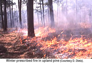 Controlled burn of upland pine.