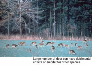 Large herd of white-tailed deer.