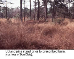 Upland pine forest before controlled burn.