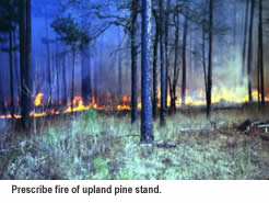 Prescribe fire of upland pine.