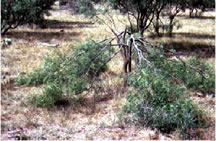 Mesquite Bush