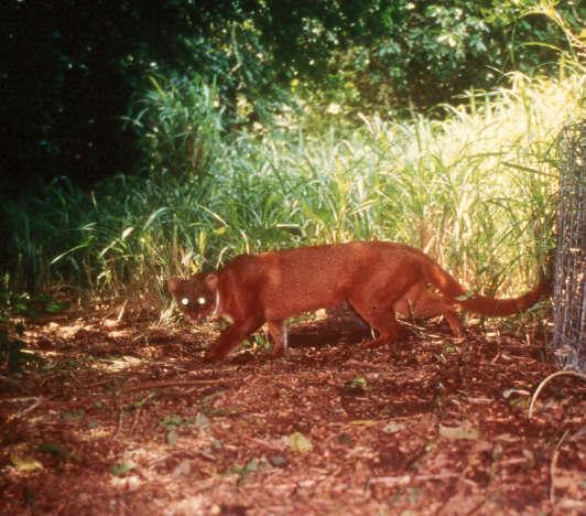 jaguarundi The South Texas Brushlands are better known for its large ranches 