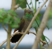 Female hummingbird on branch