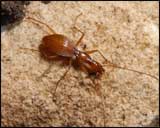 Tooth Cave Ground Beetle