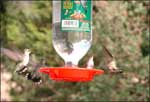 Black-chinned hummers at feeers 