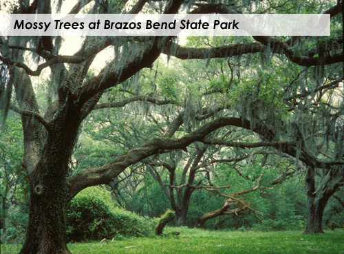 Mossy Trees at Brazos Bend State Park