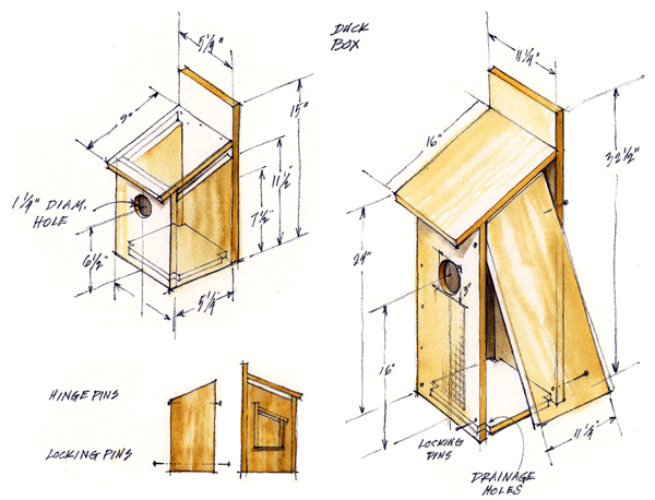 Build a nest box for two beautiful but different birds.