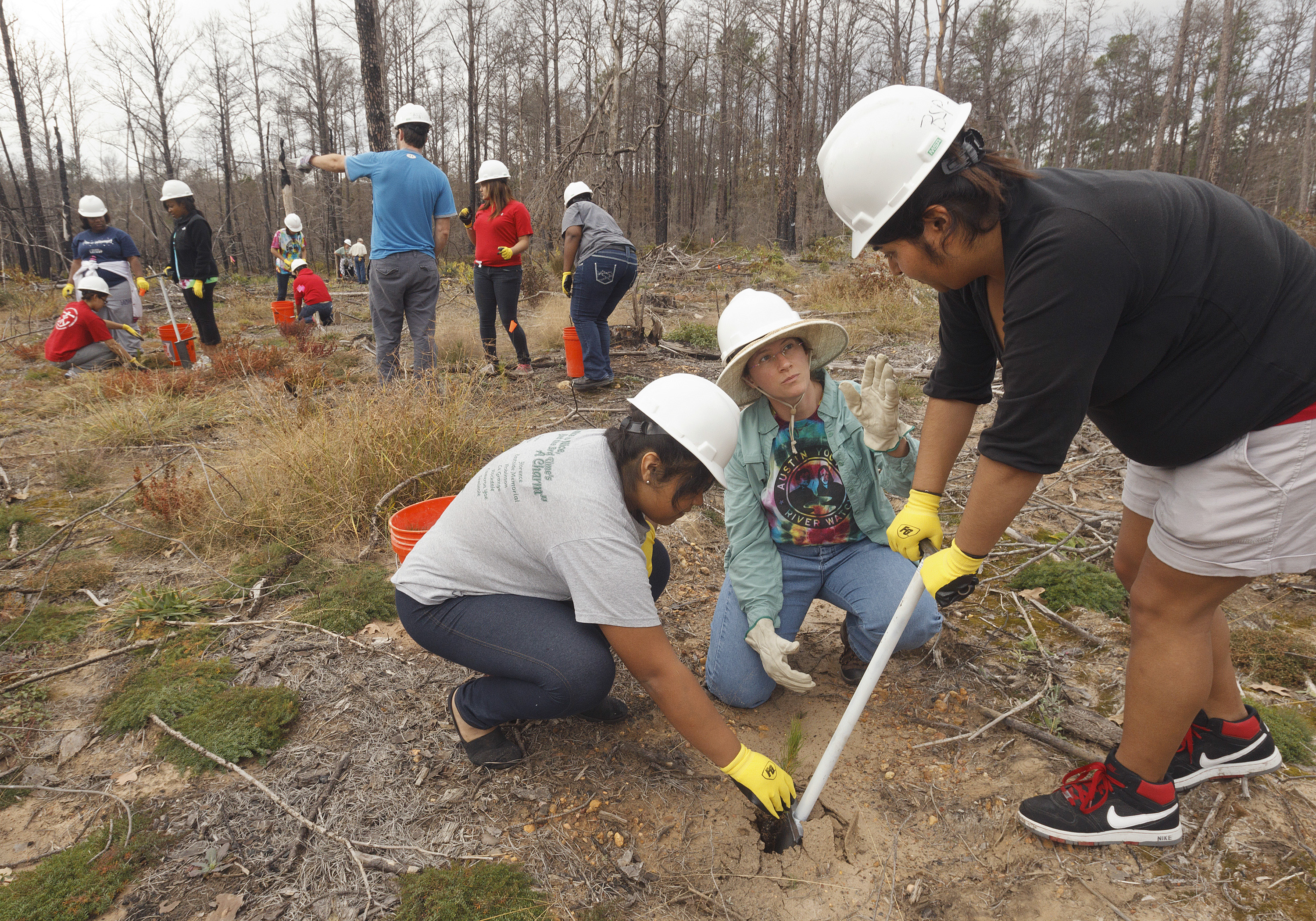 Tree planting in Bastrop State Park