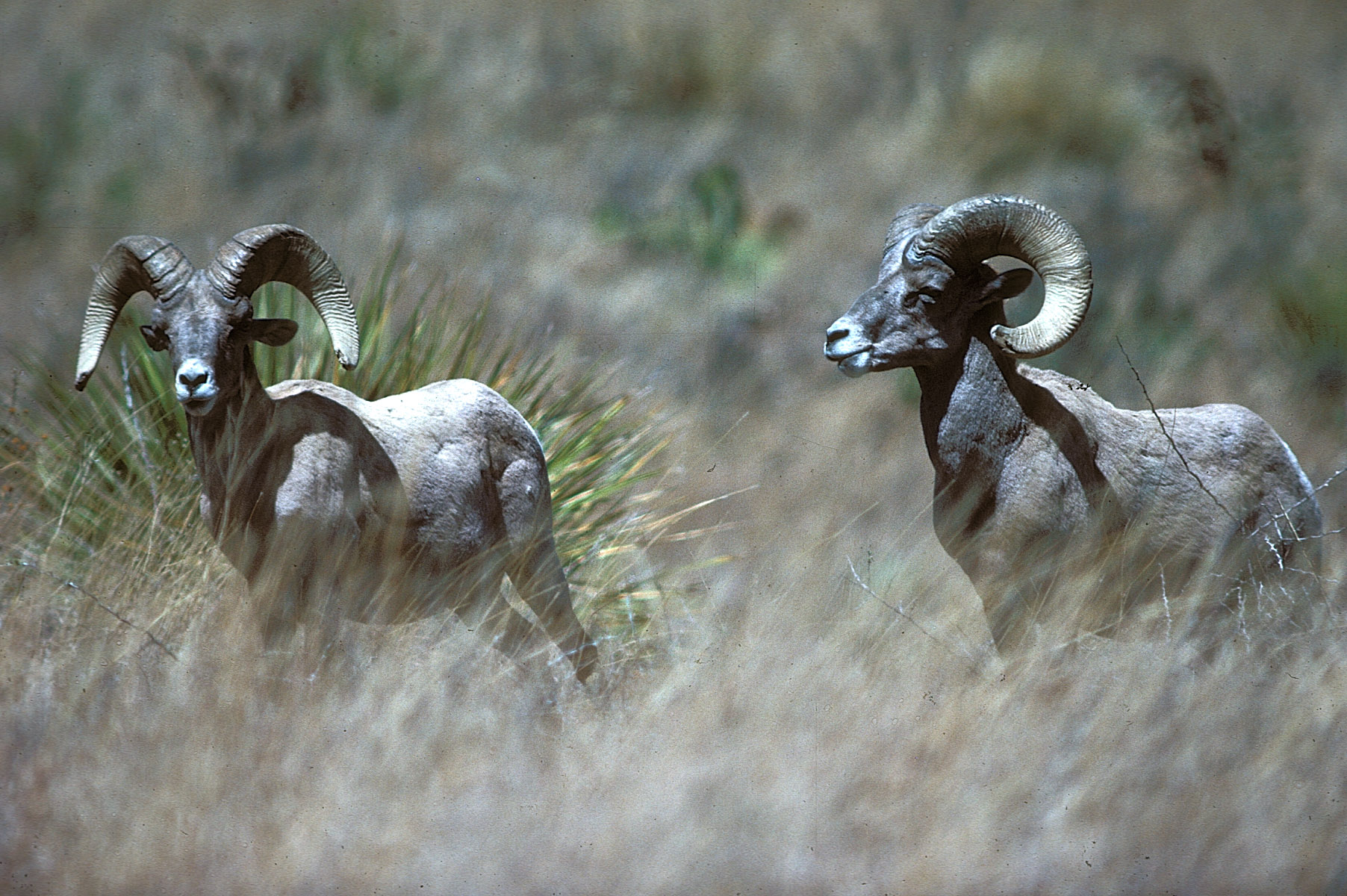 Bighorn Sheep © Texas Parks and Wildlife Department