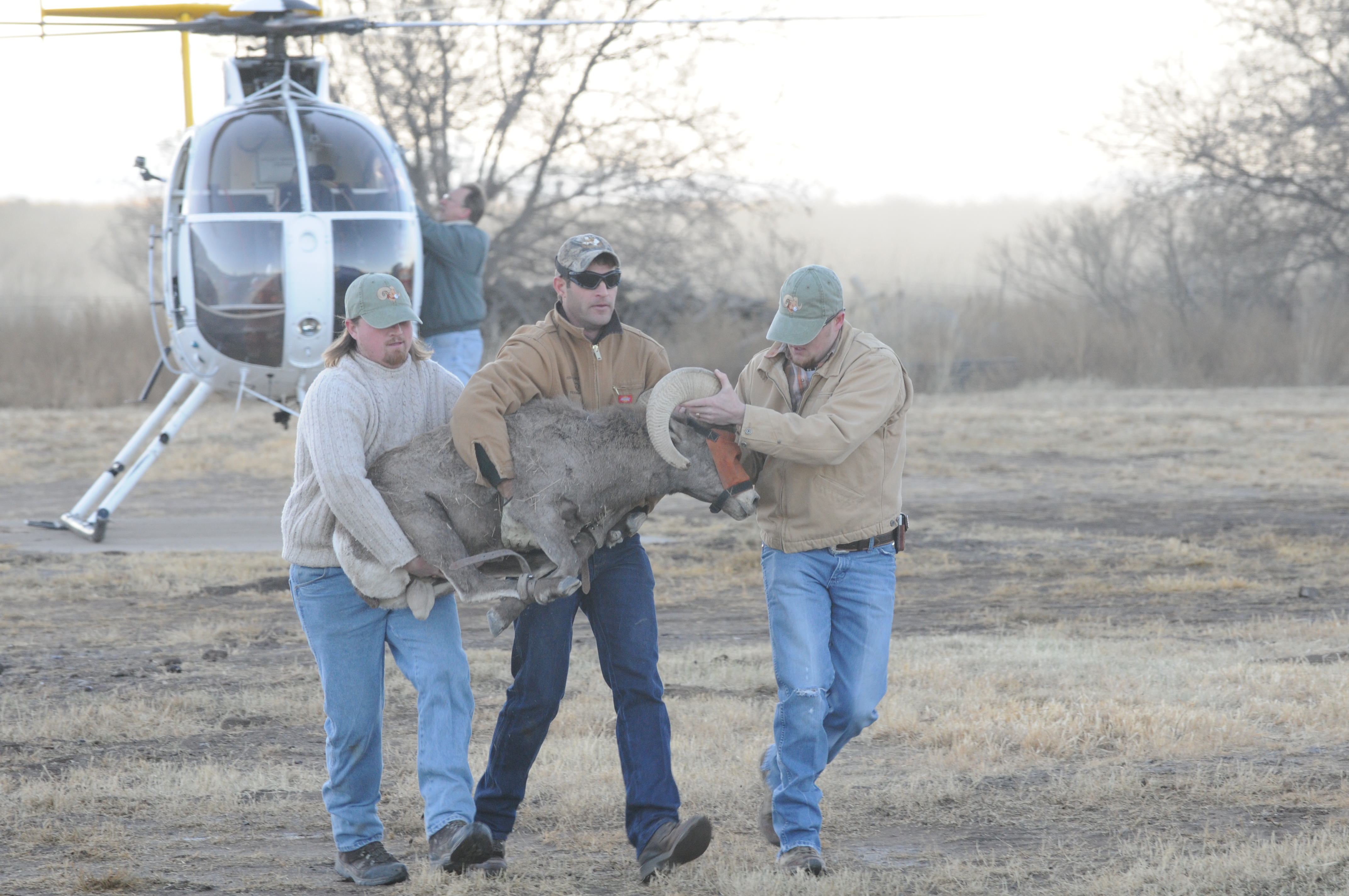 Bighorn Sheep Release at Big Bend Ranch