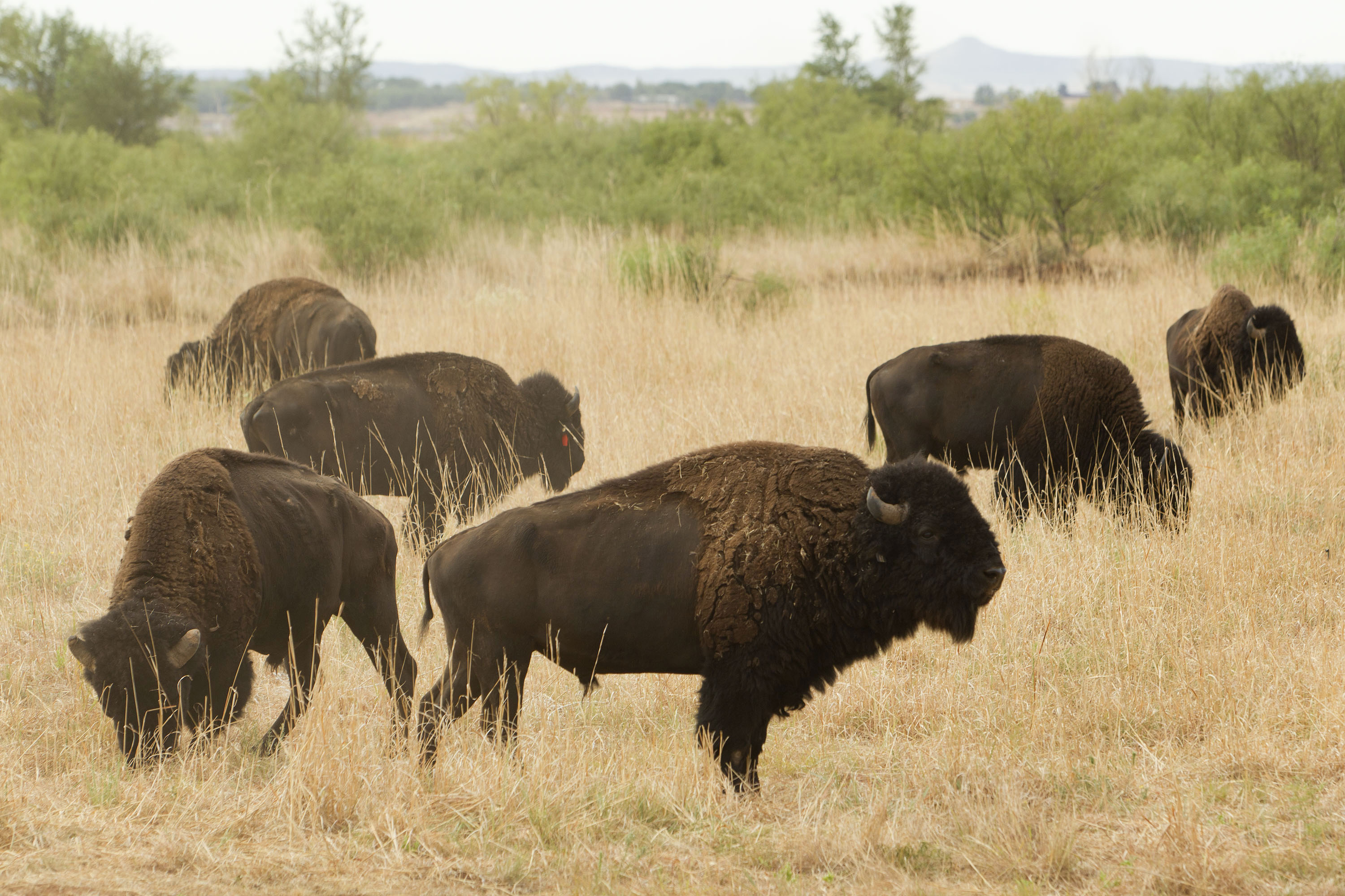 State Bison Herd