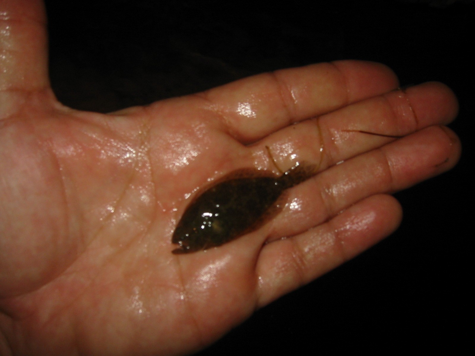 Fingerling flounder