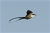 Fork-tailed Flycatcher 9497