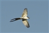 Fork-tailed Flycatcher 9500