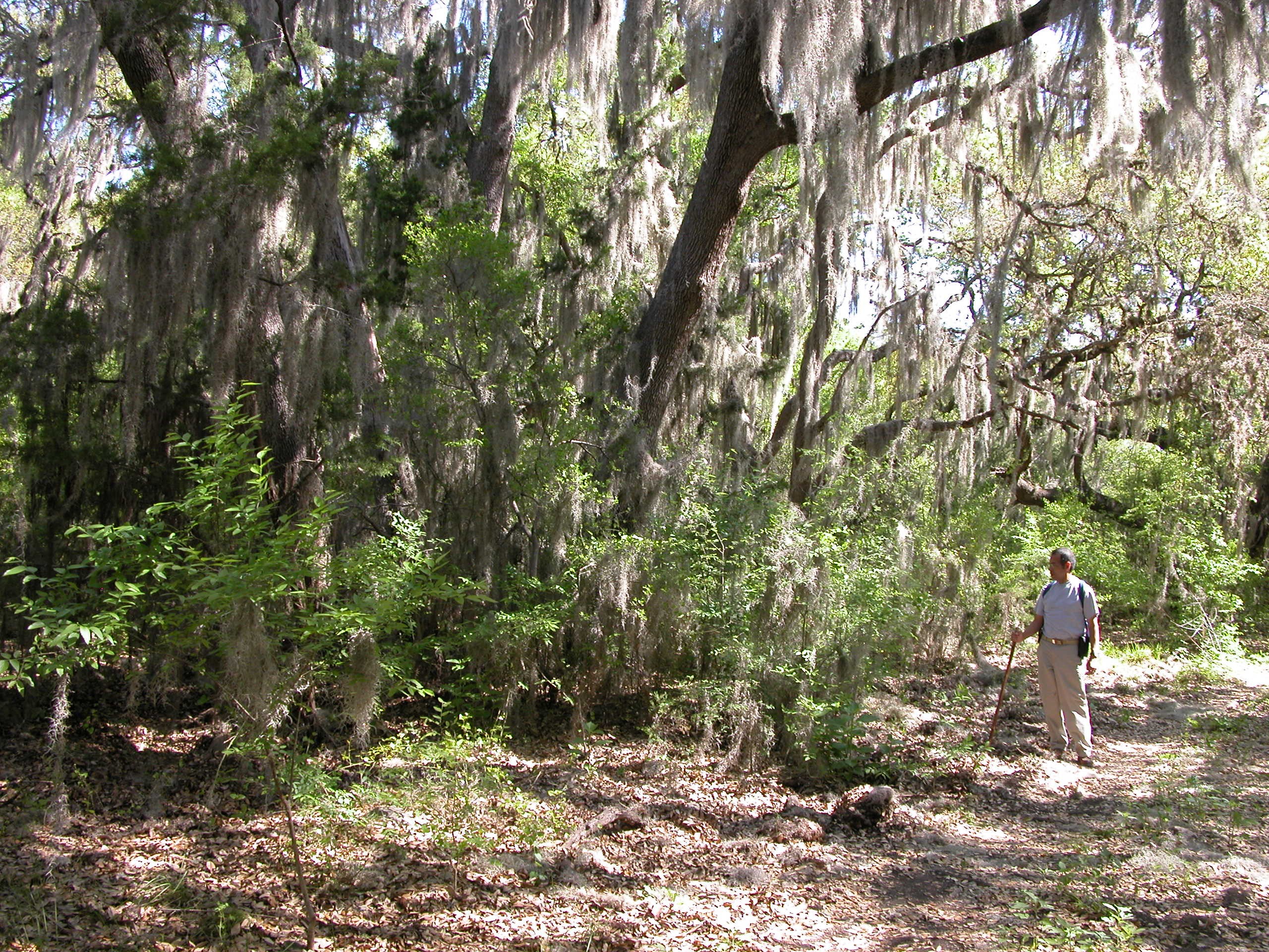 Spanish Moss at Government Canyon State Natural Area