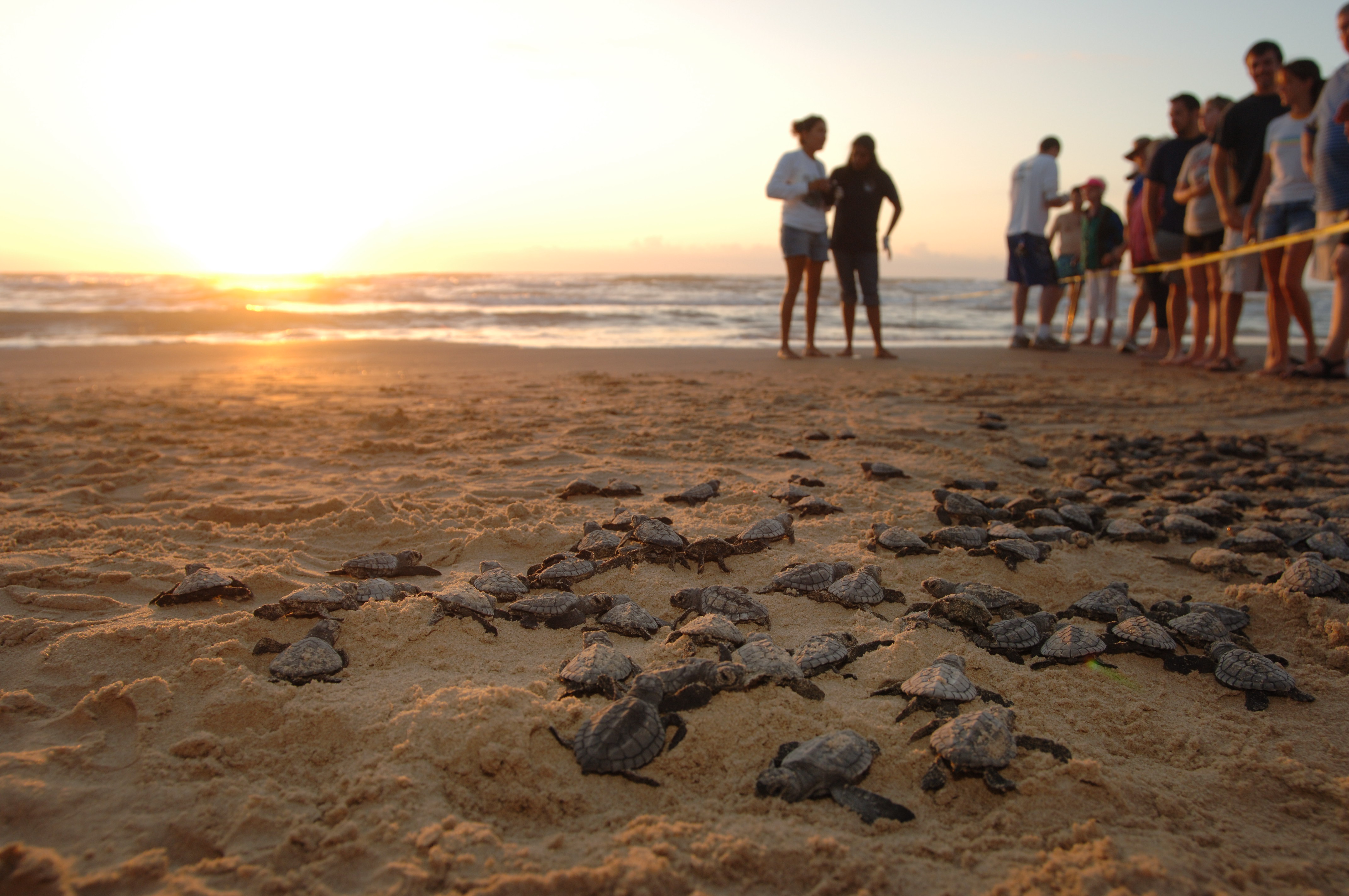 Kemps' Ridley Sea Turtle Release
