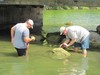 Lake Austin Zebra Mussel Inspection