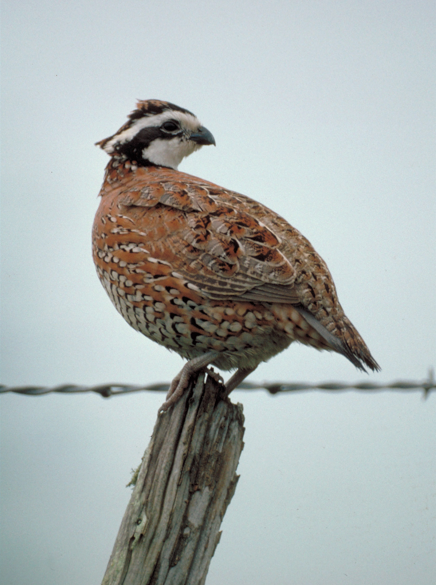Bobwhite quail, © Texas Parks and Wildlife Department