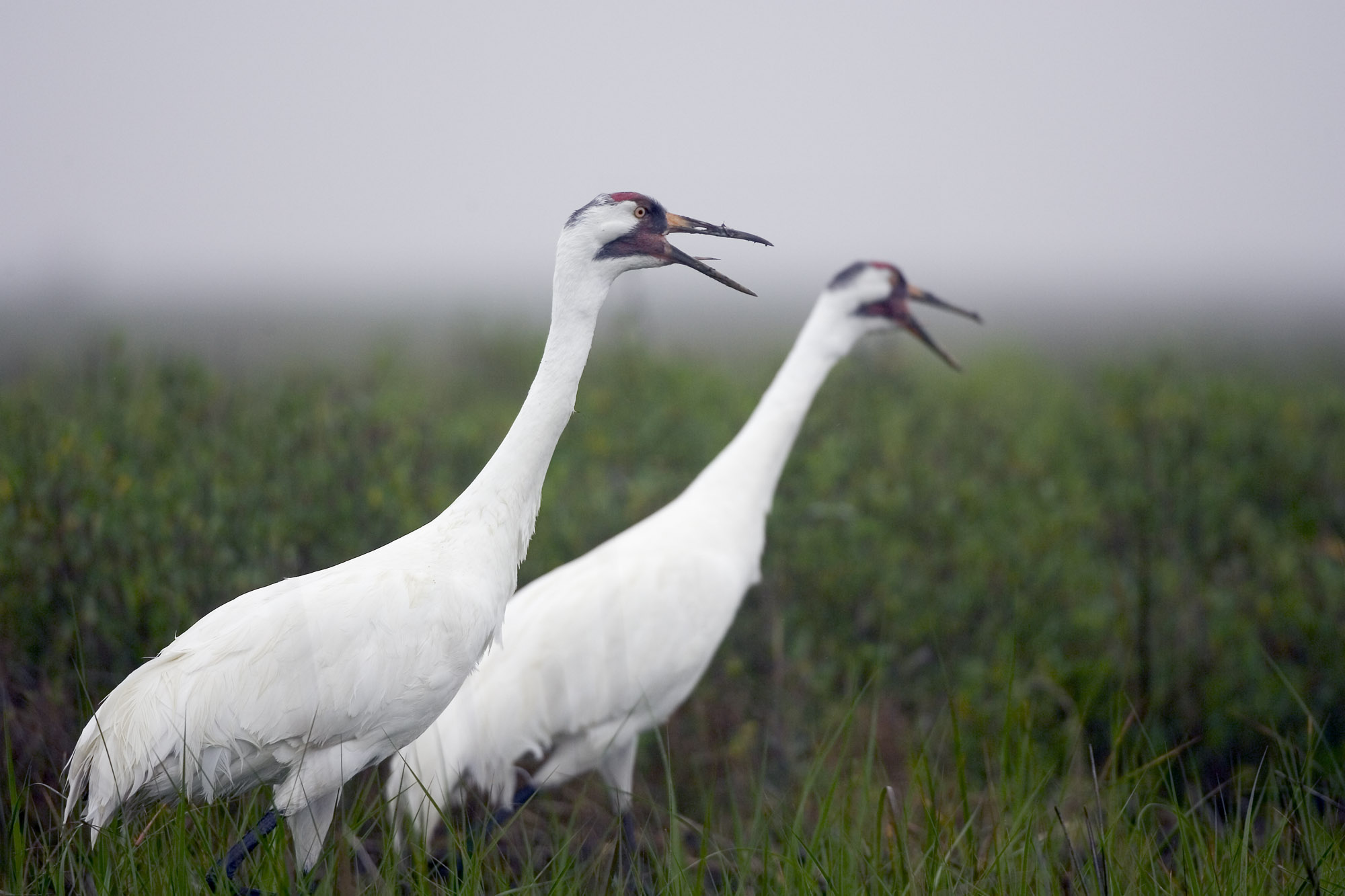 Whooping Cranes, photo by Earl Nottingham