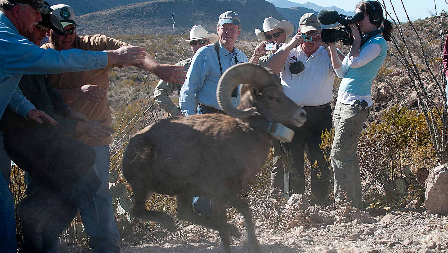 Producer Whitney Bishop captures the relocation and release of Bighorn Sheep at Big Bend Ranch State Park.
