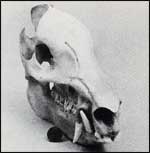 Javelina Skull