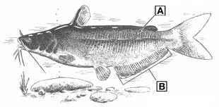 blue catfish diagram