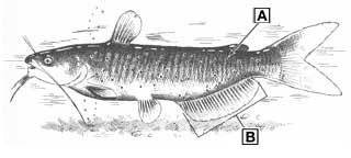 channel catfish diagram
