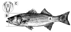 Striped Bass Diagram