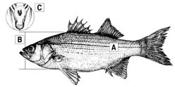 White Bass Diagram