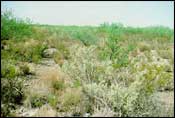 Photo of Fourwing Saltbush-Creosotebush Shrub; links to large photo.