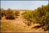 Photo of Mesquite-Hackberry Brush / Woods; links to large photo.