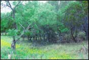 Photo of Oak-Mesquite-Juniper Parks / Woods; links to large photo.