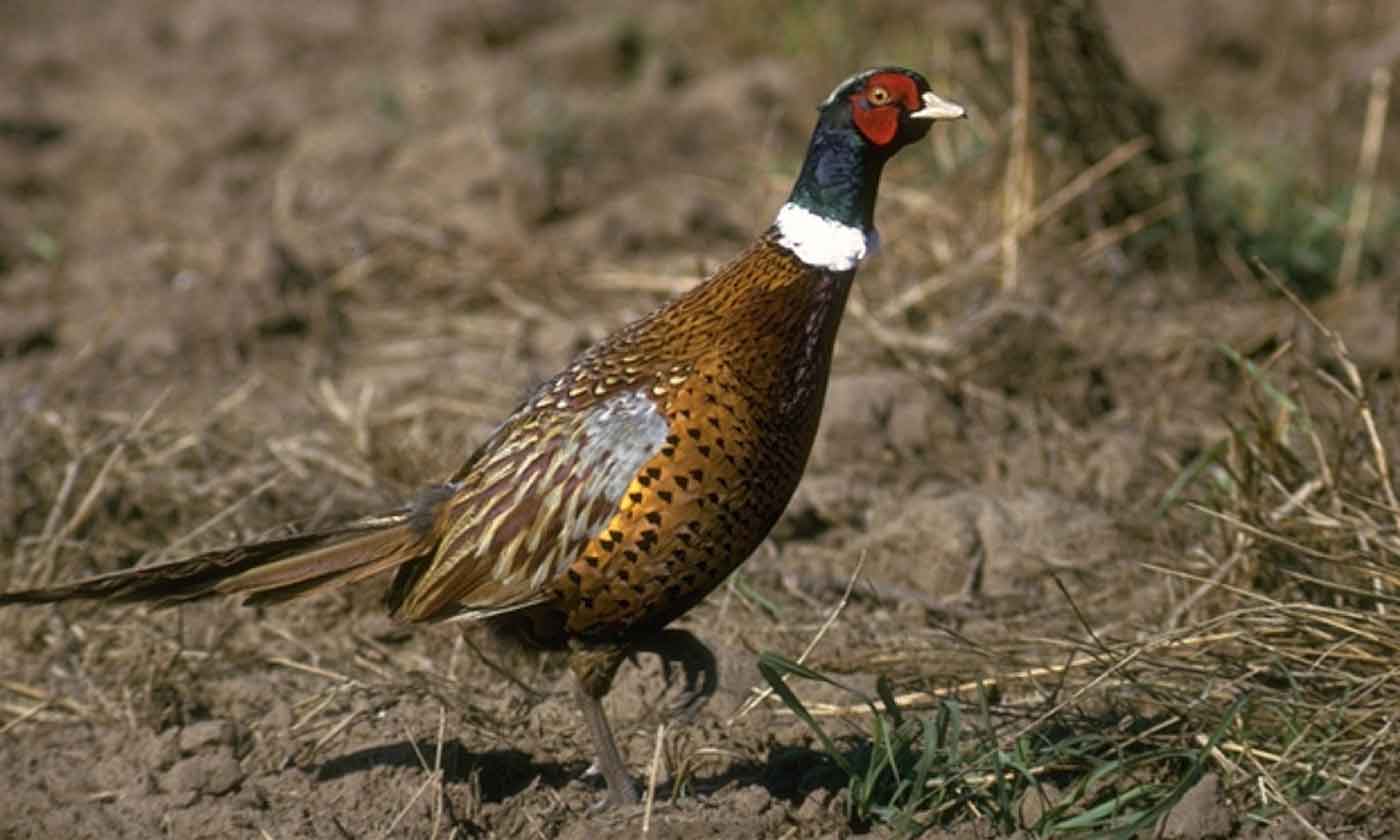 Texas parks and wildlife hunting regulations