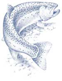 Drawing of a Rainbow Trout.