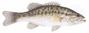 Drawing of Spotted Bass (Micropterus punctulatus)