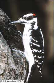 Hairy Woodpecker -- Links to line art drawing.