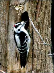 Downy Woodpecker -- Links to line art drawing.