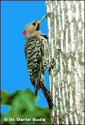 Northern Flicker -- Links to line art drawing.