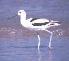 Photograph of the American Avocet