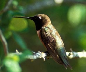 Picture of Black-chinned Hummingbird (Archilochus alexandri)