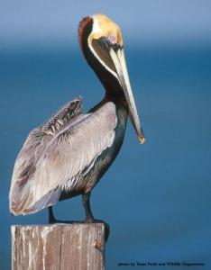 Photograph - Eastern Brown Pelican (Pelecanus occidentalis occidentalis)