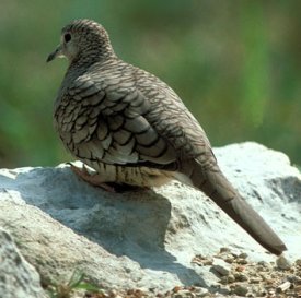 Photograph of Inca Dove