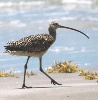Photograph of the Long-billed Curlew