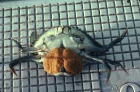 Photo of blue crab with eggs