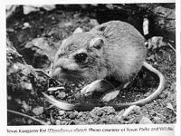Photograph of the Texas Kangaroo Rat