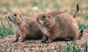 Photograph of the Black-tailed Prairie Dog