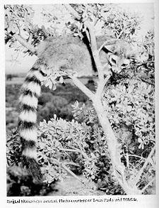 Photograph of the Ringtail