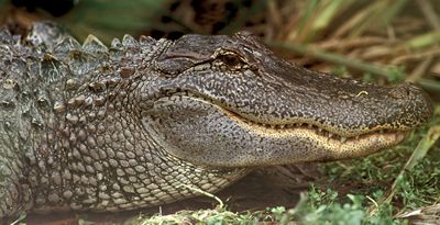Photograph - profile of American Alligator (Alligator mississippiensis)