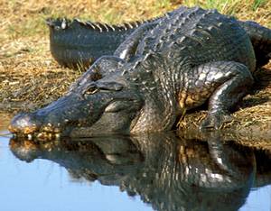 Photograph - American Alligator drinking from a stream (Alligator mississippiensis)